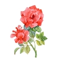 watercolor garden blooming red roses vector image
