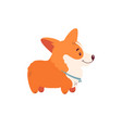 welsh corgi cute dog character vector image vector image