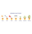 growing plant stages infographics vector image