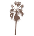 exotic tree palm vector image vector image