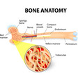 bone anatomy vector image vector image