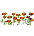 drawing garden flowersmarigold vector image vector image