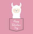 happy valentines day alpaca llama face sitting vector image vector image