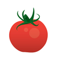 tomato vector image vector image