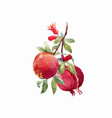 pomegranate fruit branch vector image