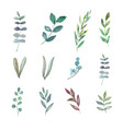 set watercolor foliage hand-drawn elements vector image