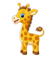 cartoon little giraffe on white background vector image