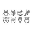 predator owlet vector image vector image