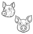 set of pig heads isolated on white background vector image