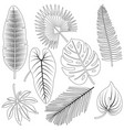 tropical plant leaves collection vector image vector image