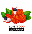 guarana icon vector image