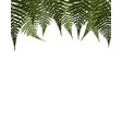 fern leaf background vector image