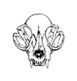 drawing of a biological animal skull vector image vector image