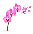 branch of pink orchid isolated on white vector image