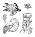 sea creature cheloniidae or green turtle vector image vector image