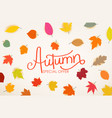 autumn special offer calligraphic logo with color vector image
