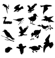 birds vector image