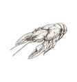 crayfish monochrome sketch vector image