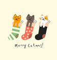 sock with christmas cats vector image vector image