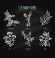 spicy herbs on chalkboard background vector image