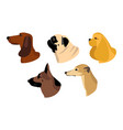 dogs icons in flat style set of dachshund vector image