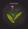 milk thistle medicinal plant vector image