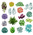 isolated colored succulents vector image