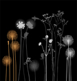 collection for designers - dandelion plants vector image vector image