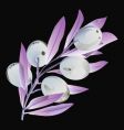 olive branch vector image vector image