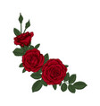 beautiful bouquet with red roses and leaves vector image