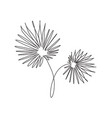 one single line drawing palm livistona vector image