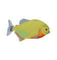 red-bellied piranha - side view - flat vector image vector image