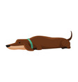 dog dachshund cute funny character portrait vector image vector image