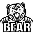 bear vector image