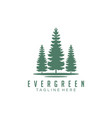 evergreen pines spruce cedar trees logo design vector image