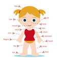 girl body parts vector image