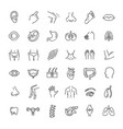 set line icons anatomy vector image vector image