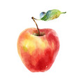 watercolor red yellow apple on white background vector image vector image