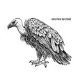 griffon vulture wild forest bird of prey hand vector image
