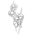 hand made sketch of cotton plants vector image