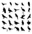 birds silhouettes set vector image