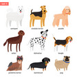 dog breeds cartoon icon vector image