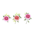 set of rose bouquet watercolor isolated on white vector image vector image