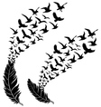 feathers with flying birds vector image