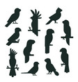 parrots birds black silhouette animal nature vector image