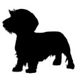 wirehaired dachshund purebred dog vector image vector image