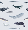simple seamless pattern with different whales vector image vector image