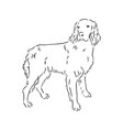 dog hand drawn english setter isolated vector image vector image