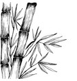 bamboo leaves branches stem black and white vector image