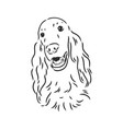 dog hand drawn english setter isolated vector image vector image